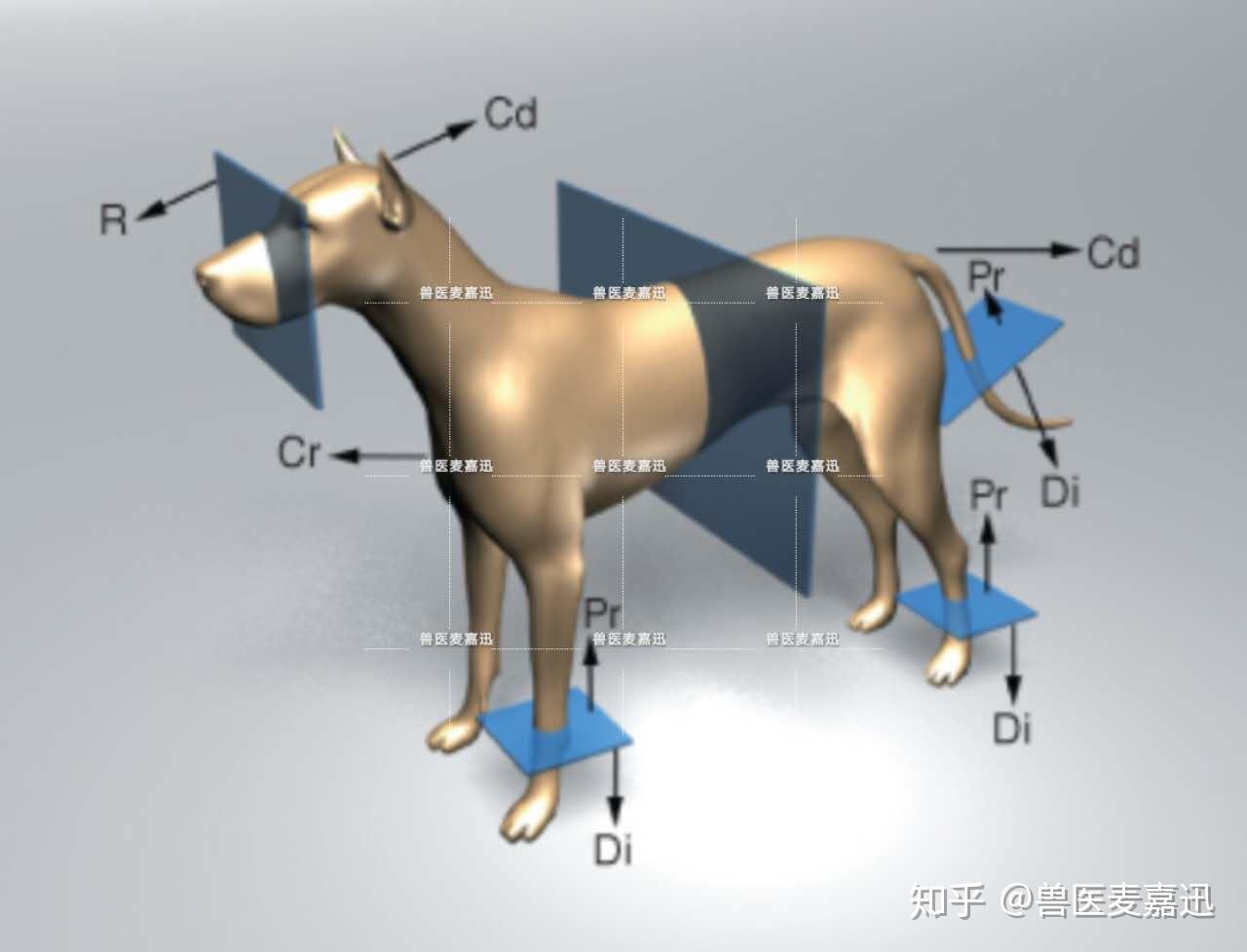 61transverse plane 横切面61sagittal plane 矢状面61dorsal