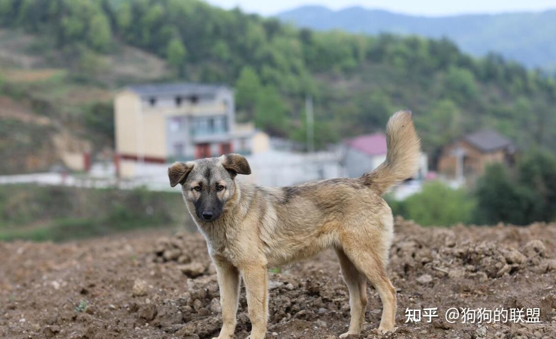 同样是土狗为何中华田园犬比不上柴犬我来告诉你原因