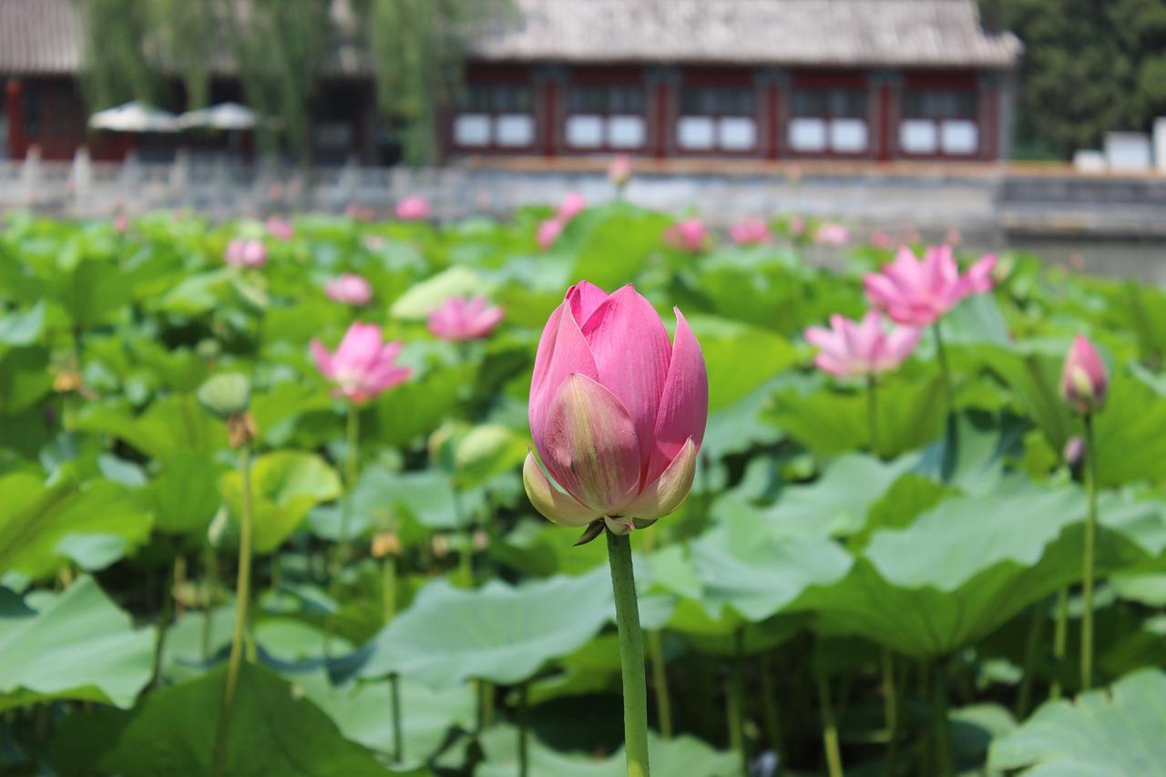 5. 历年摇号数据