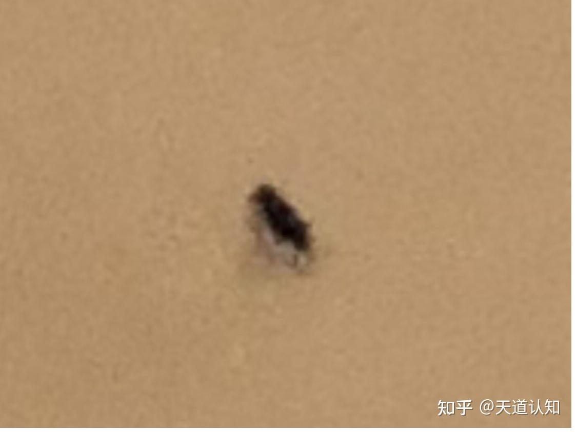 别人都是怎么根除疥疮呢 - 知乎