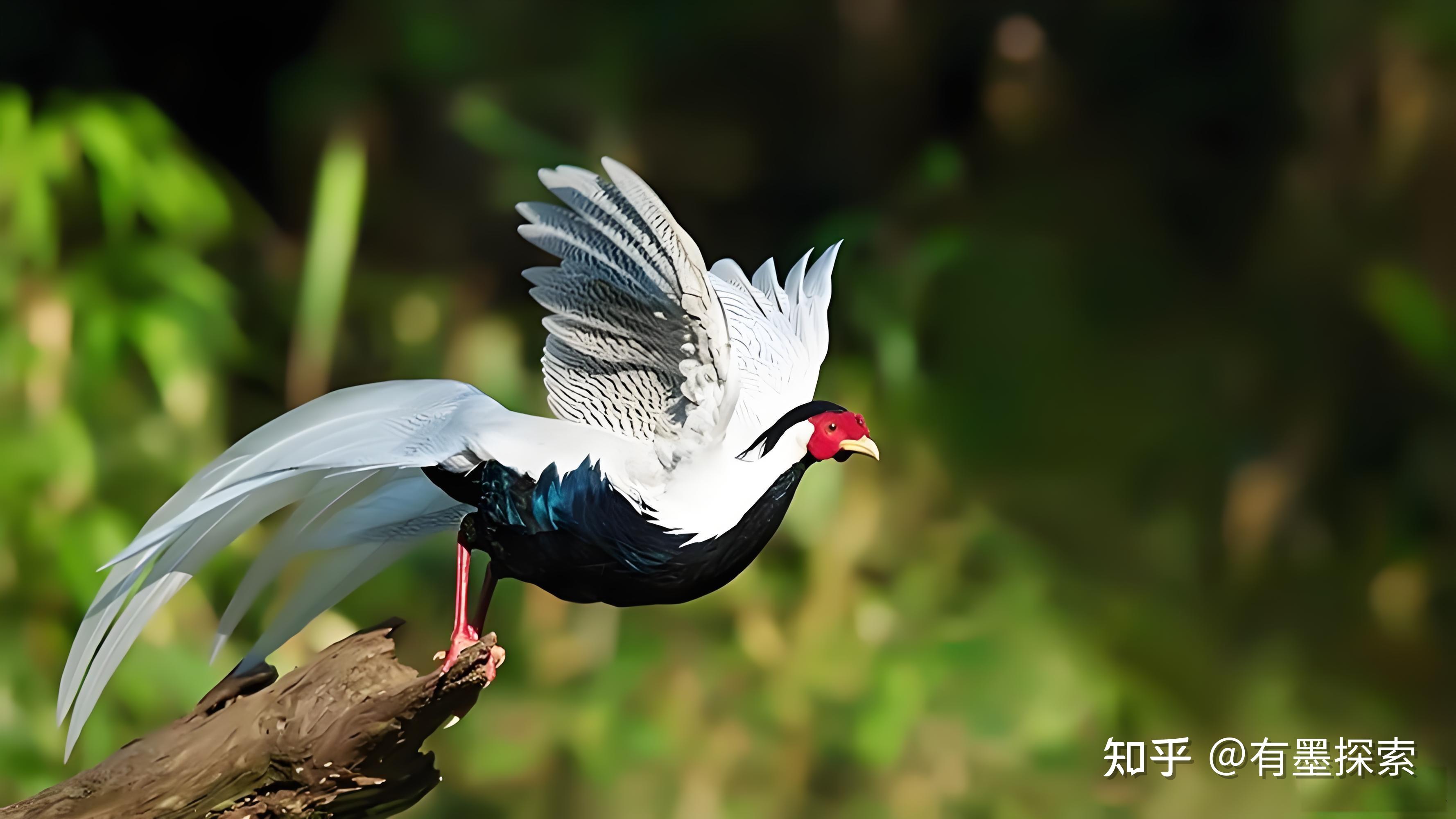 黑白红三色传奇:华南仙鸟的喜与忧