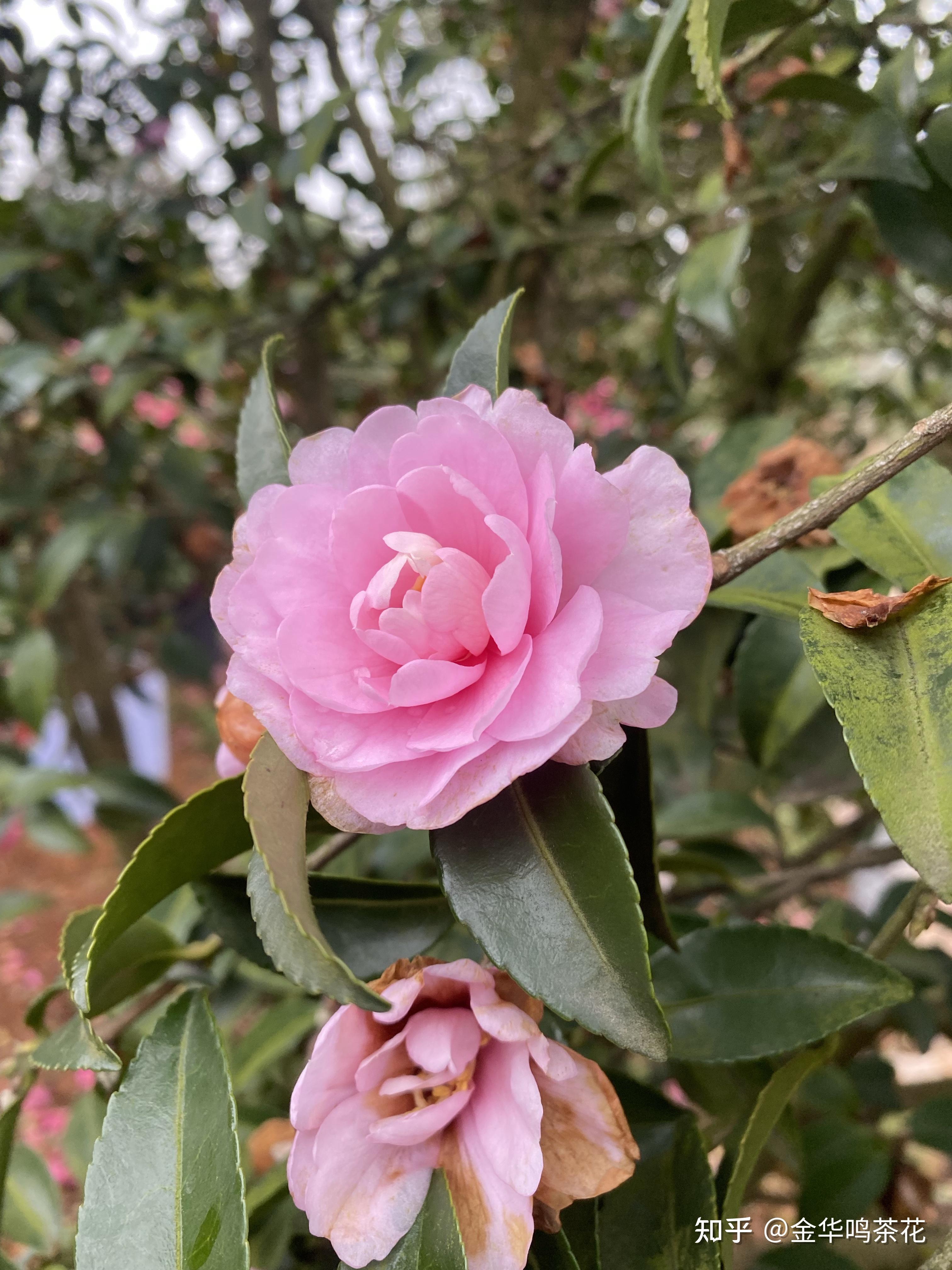 乙女茶梅开花了