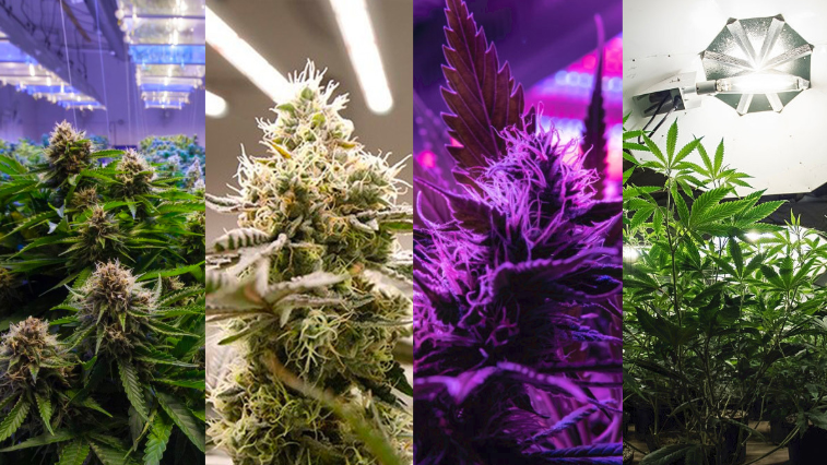 中国高cbd大麻品种的研究与利用 知乎 中国高cbd大麻品种的研究与利用 知乎