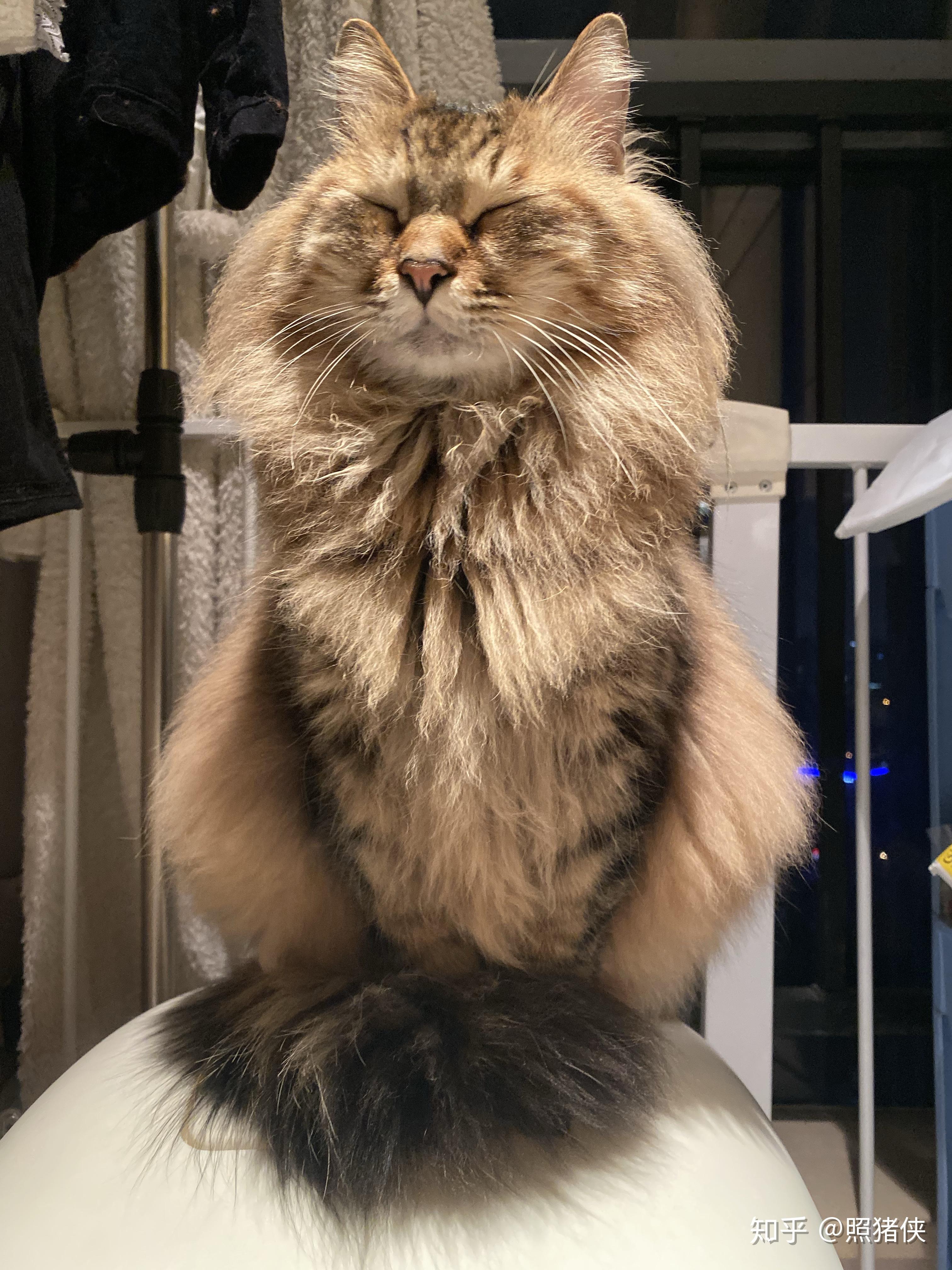 有人养长毛的狸花猫吗 真的长得像缅因猫吗