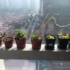 室内养多肉植物要注意什么 知乎 室内养多肉植物要注意什么 知乎