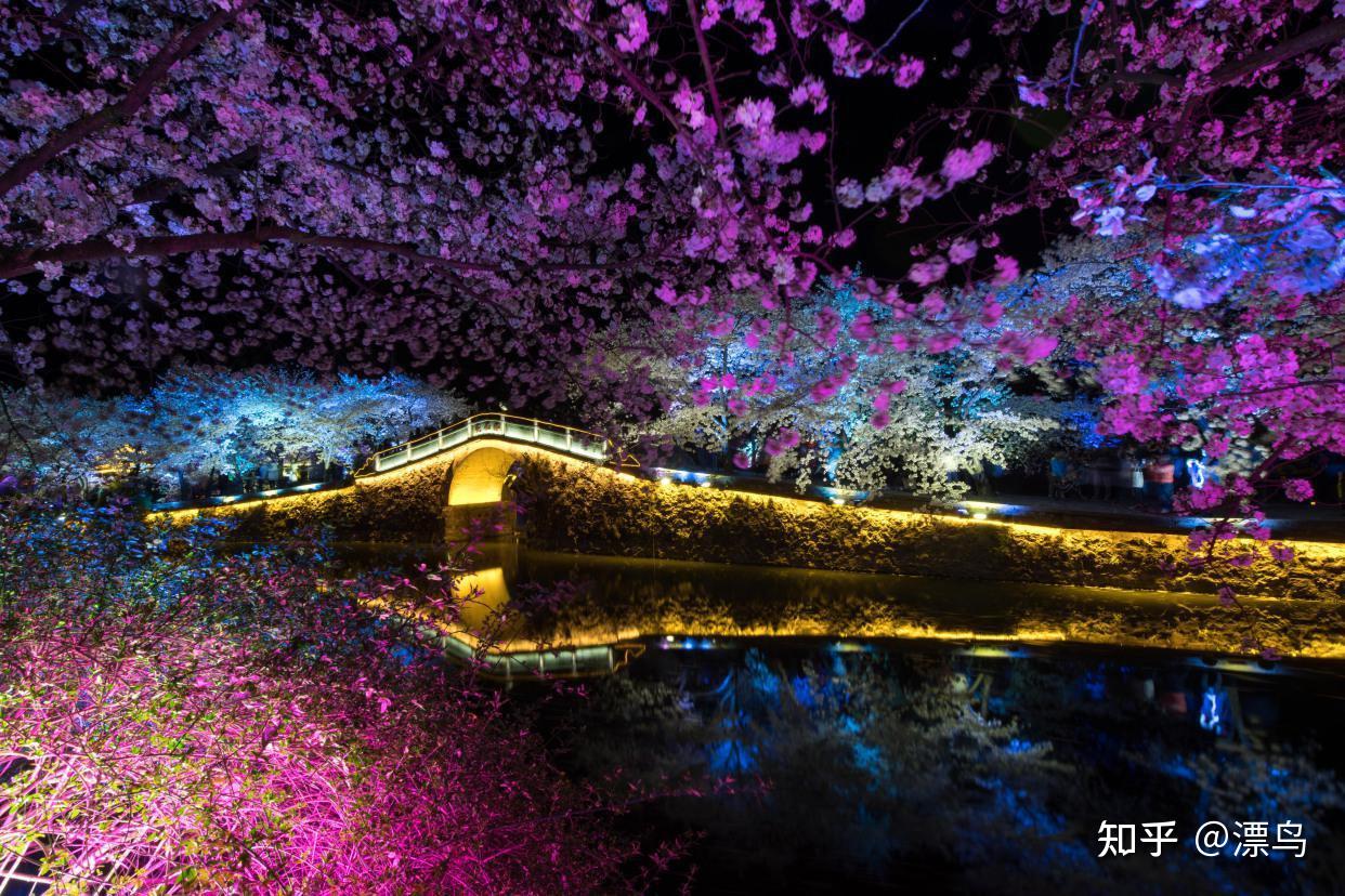 江苏鼋头渚樱花盛开，中国第一赏樱地有多美，游客说比日本的好看