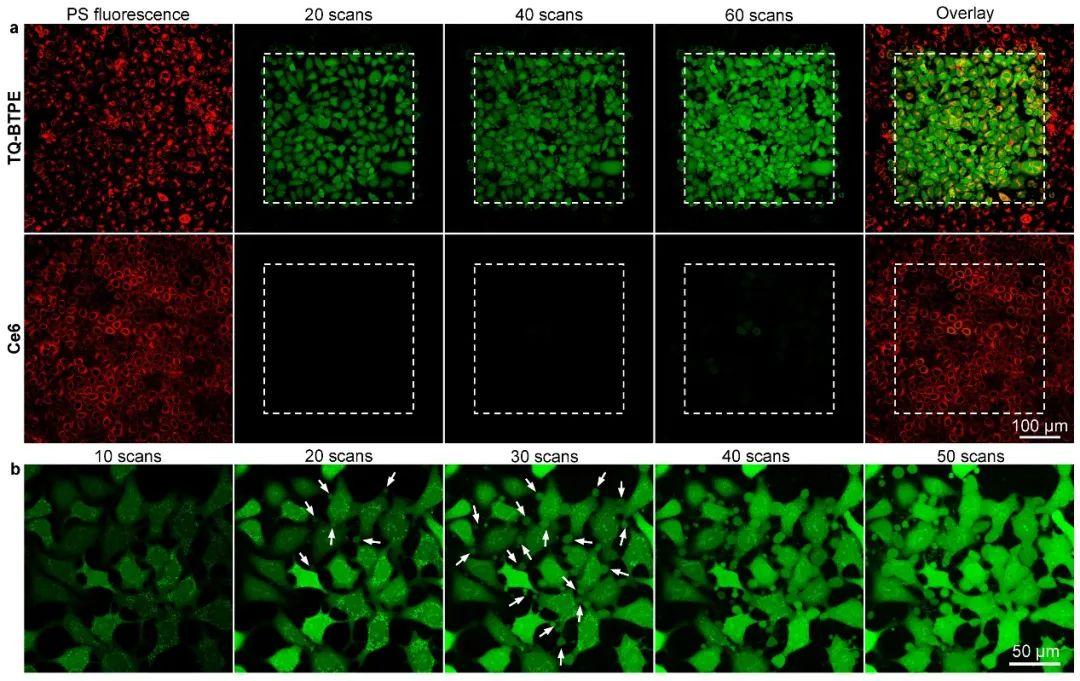 新加坡国立大学刘斌教授团队近红外二区光激发有机光敏剂实现精准高效