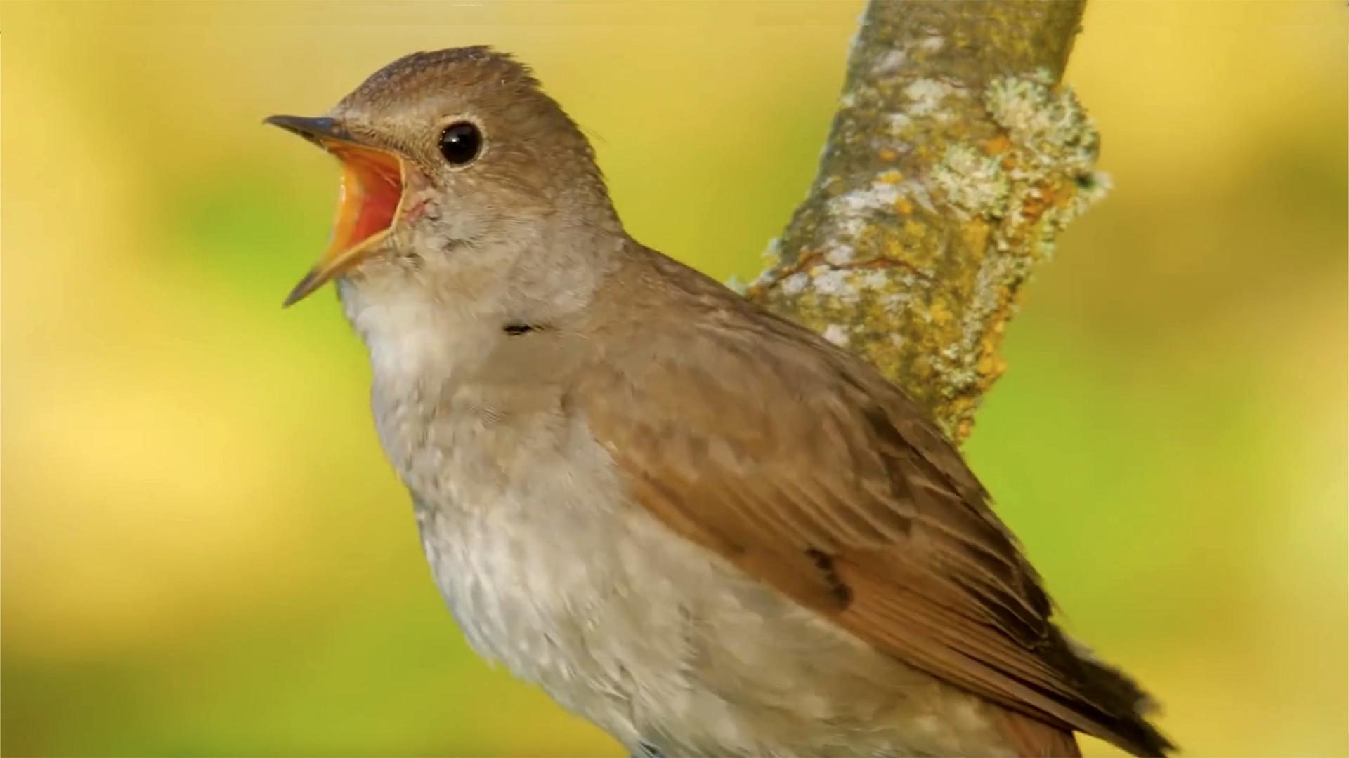 入手蜜袋鼯前可以先了解一下呦