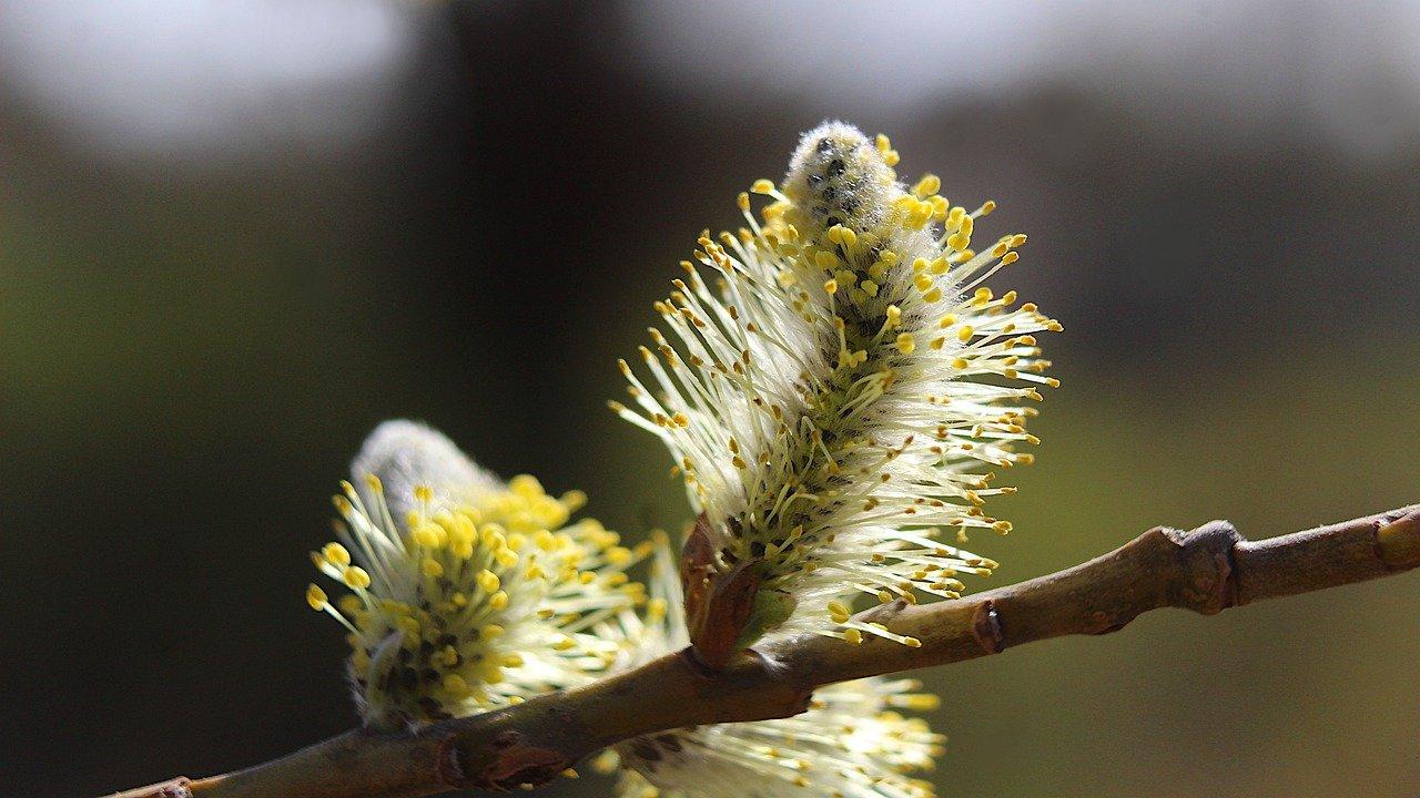 2. 清洗青柳蛤要点