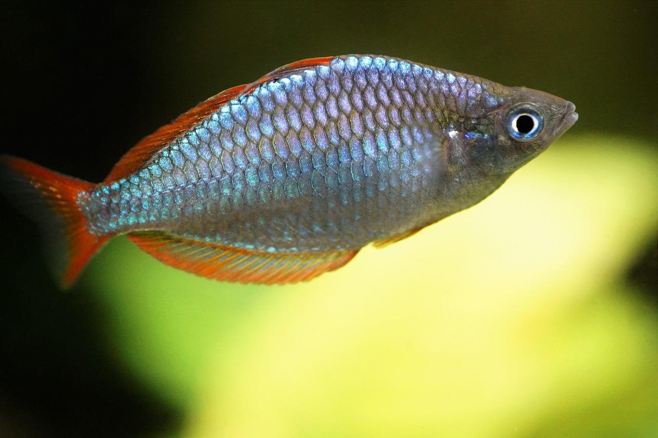 3. 海水鱼饲养技巧