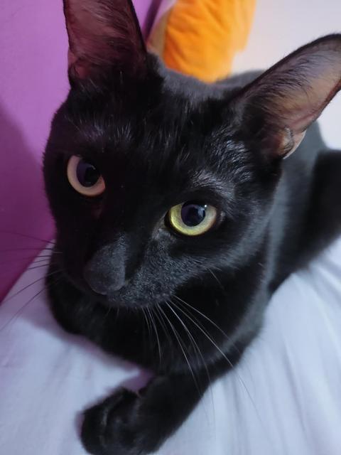 黑猫 电影 知乎 黑猫 电影 知乎