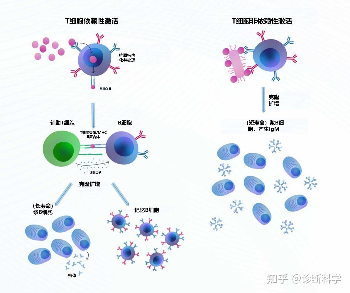 有没有知友知道B细胞发育各个阶段大概都需要多长时间? - 知乎