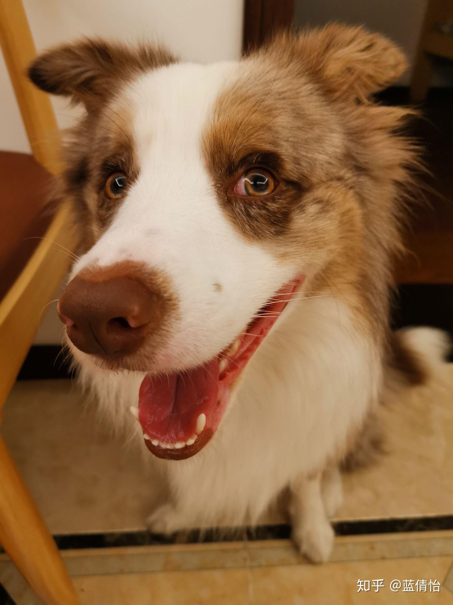 陨石边牧是不是比别的边牧要傻呢? - 知乎