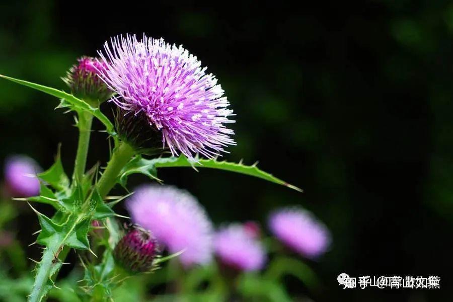 371坊間舊憶刺兒菜