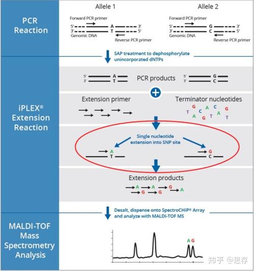 飞行时间质谱(MALDI-TOF)法，高效准确！ - 知乎