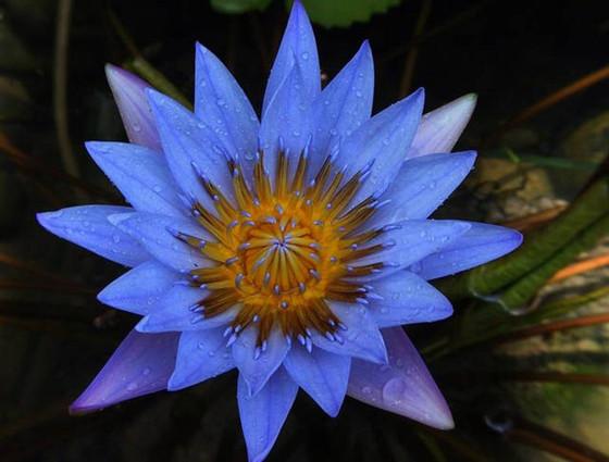 格兰蒂亚最娇贵的花——睡火莲 - 知乎