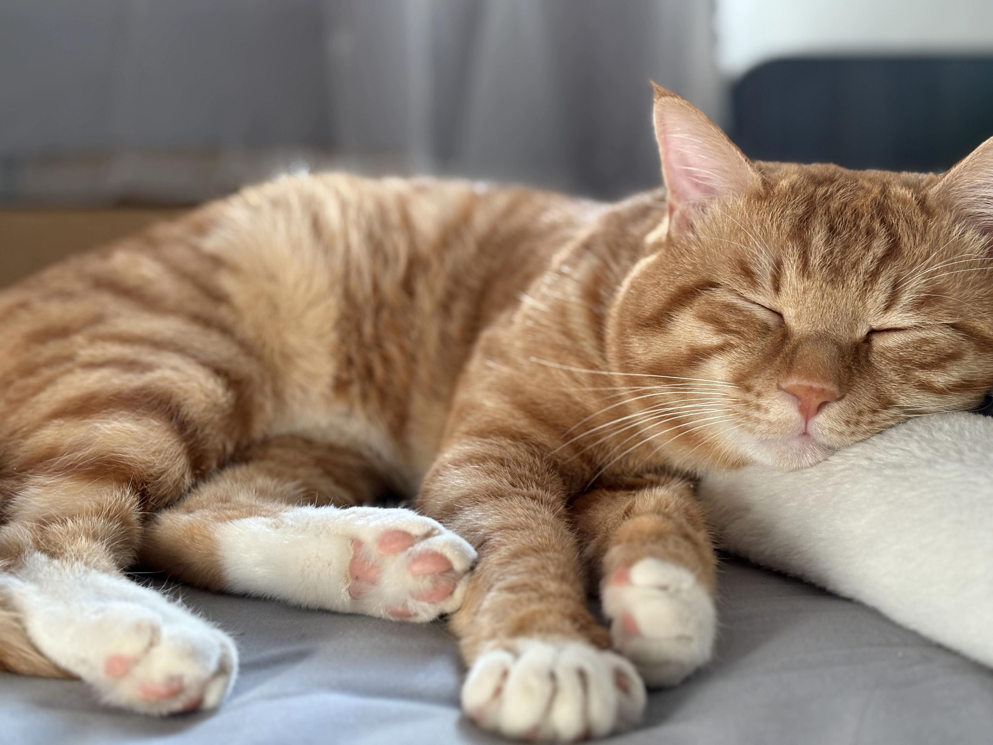 可以放一张猫猫睡懒觉的照片吗