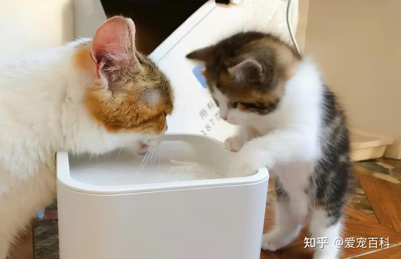 The Importance of Drinking Water for Cats | Australian Cat Lover