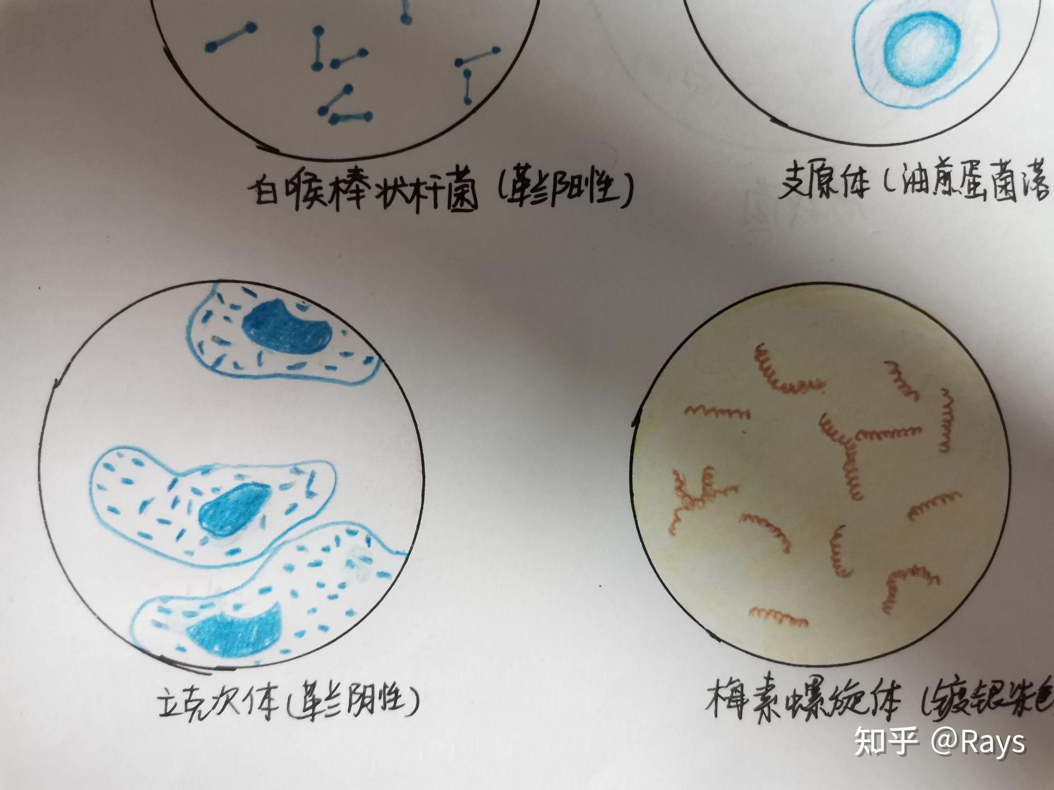 放线菌手绘图实验报告图片