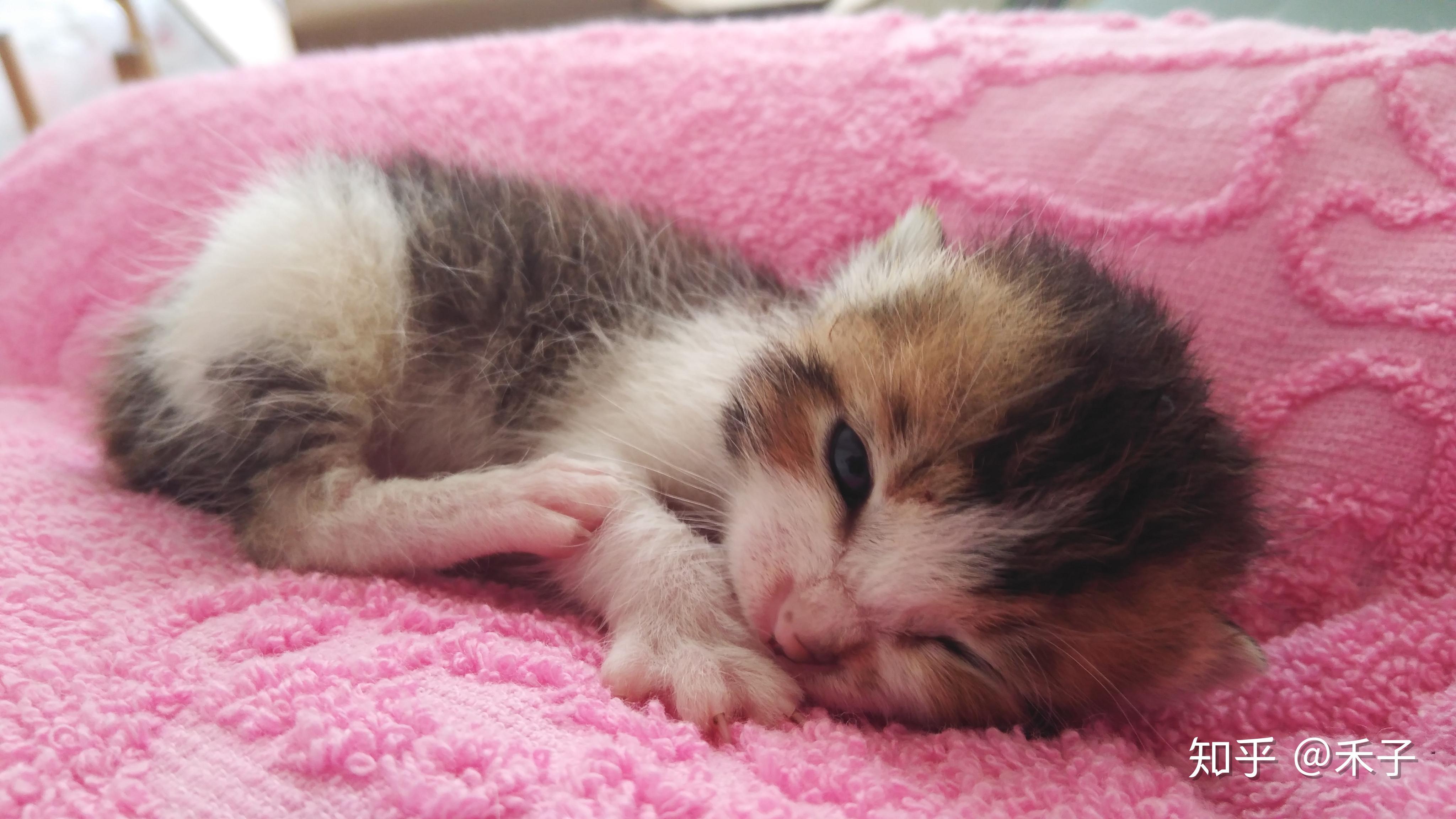 养六个月以下的小奶猫是怎样的体验? - 知乎