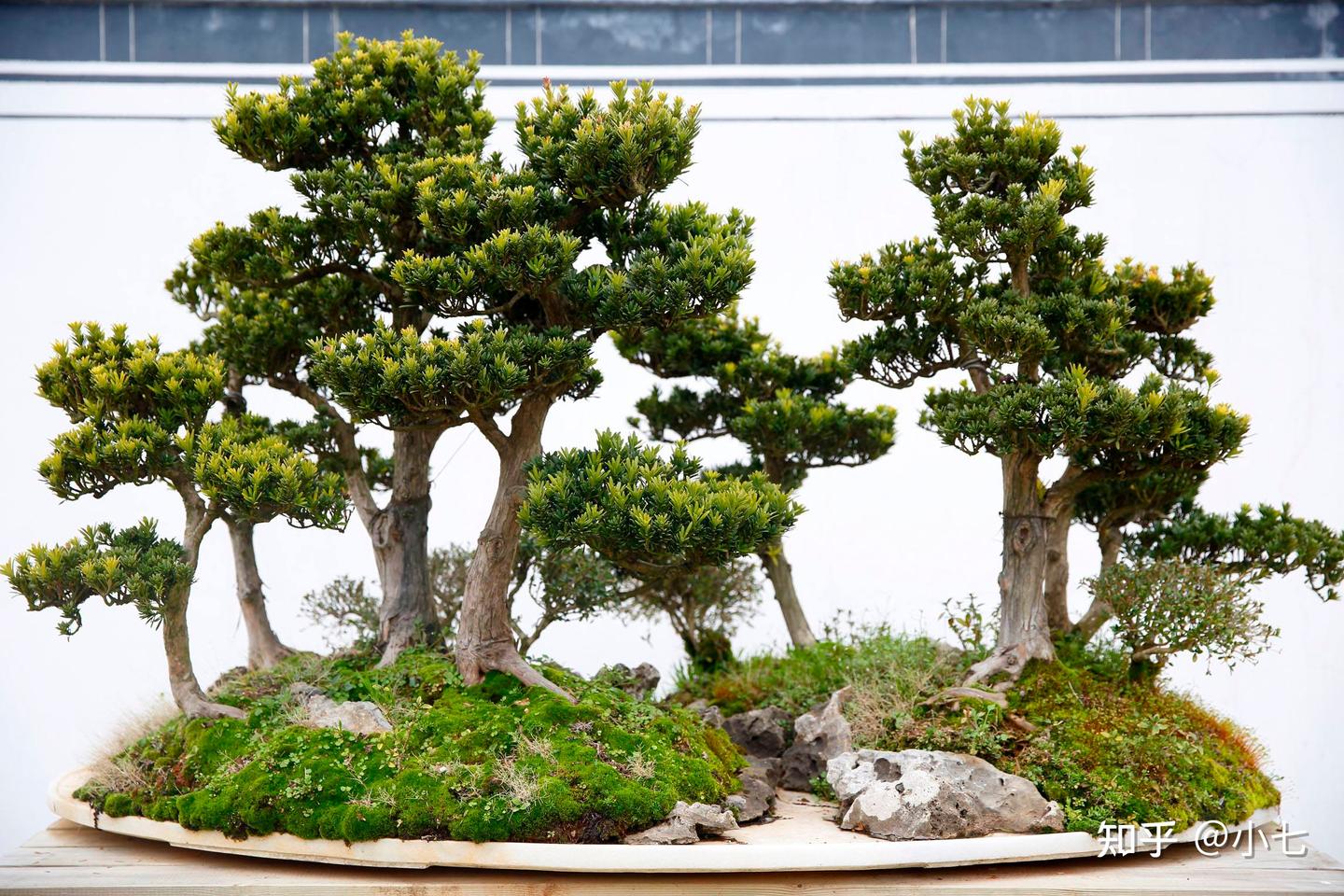 若有机会遇到罗汉松，别错过，用这些方法，能做成让人羡慕的盆景- 知乎