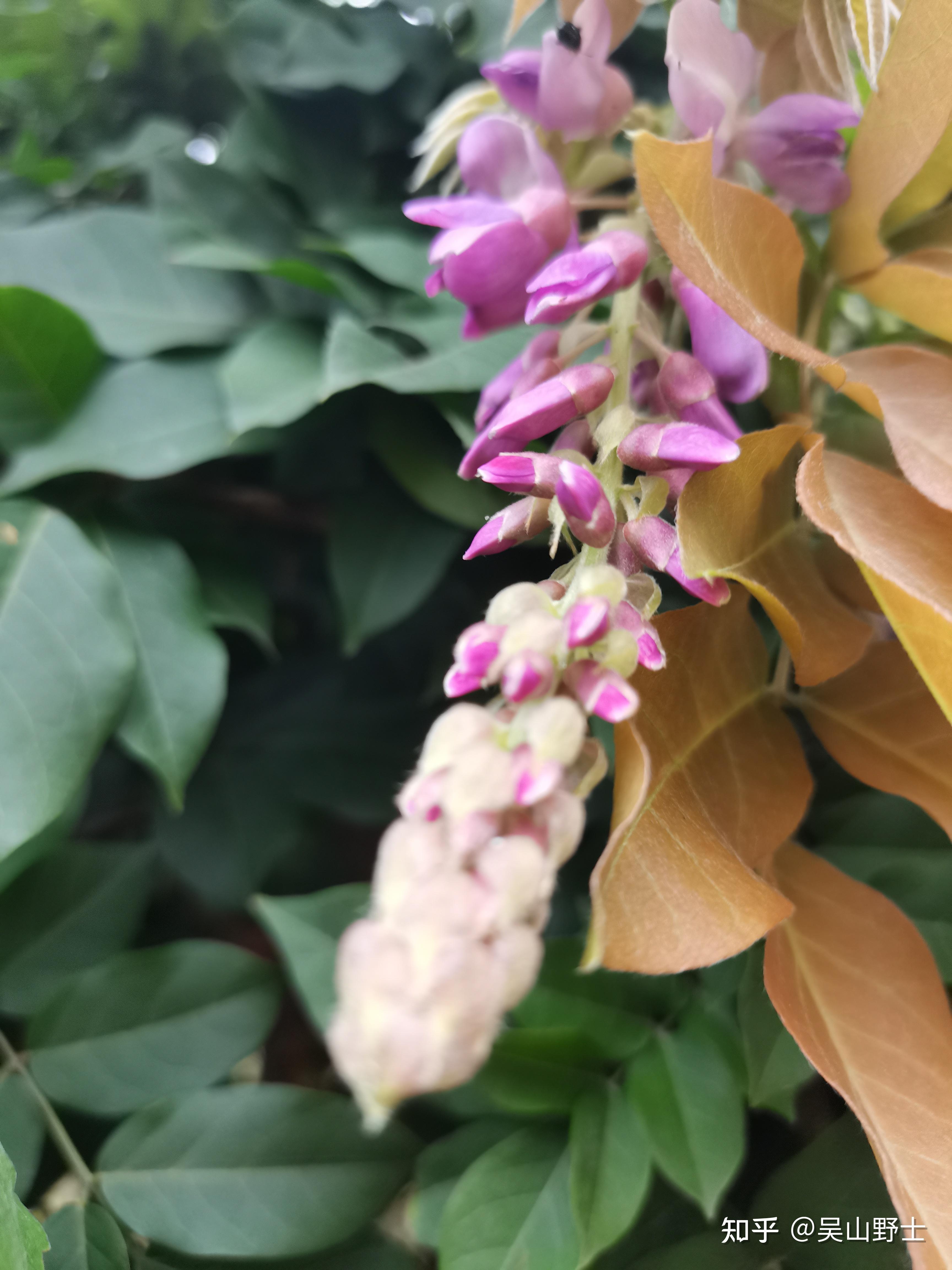 藤萝,朱藤,招豆藤,朱藤,藤花菜,黄环,小黄藤,小黄草,紫金藤,轿藤,黄纤