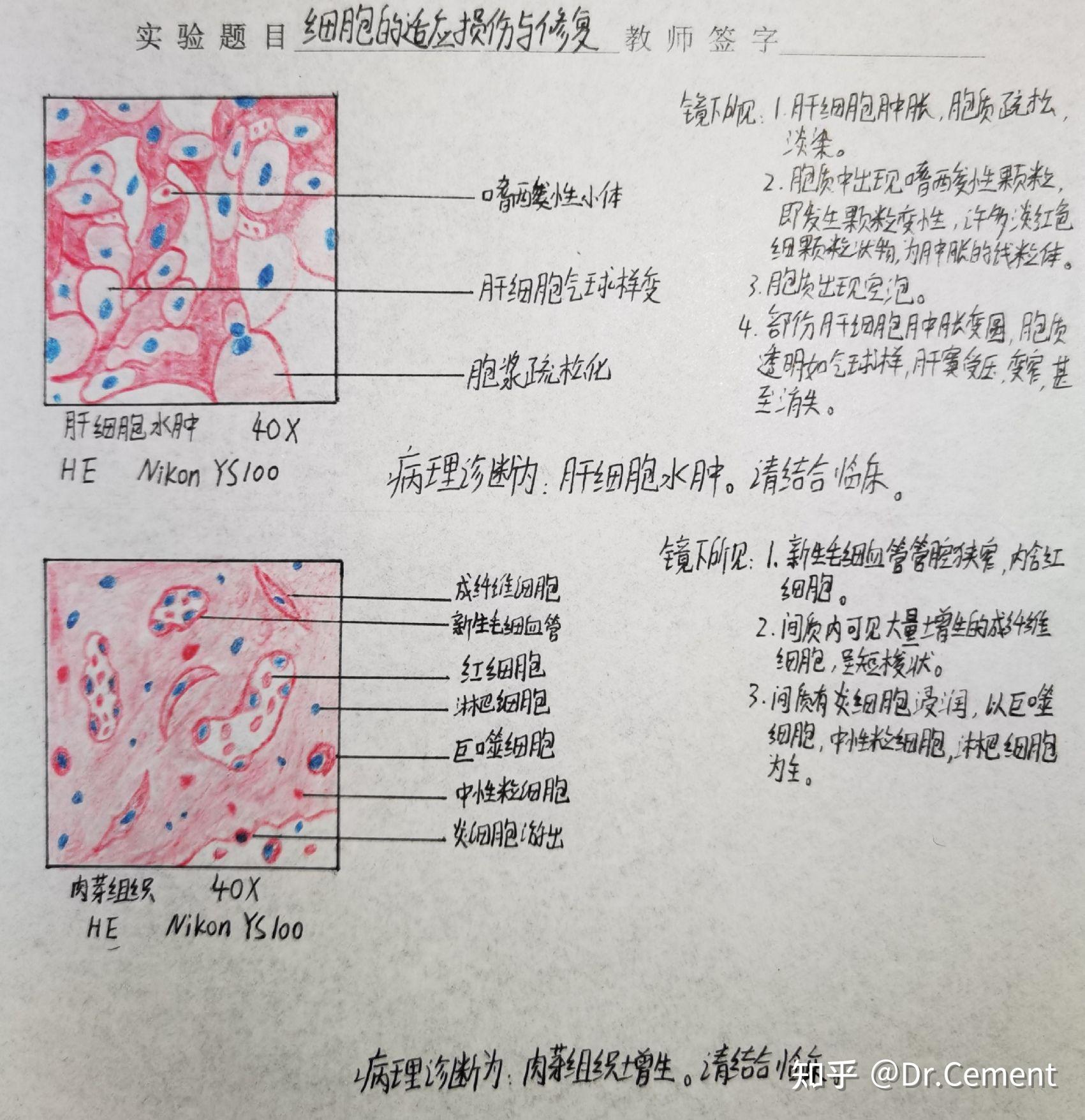 醫學生紅藍鉛筆繪圖組織胚胎學病理學口腔組織病理學持續更新中