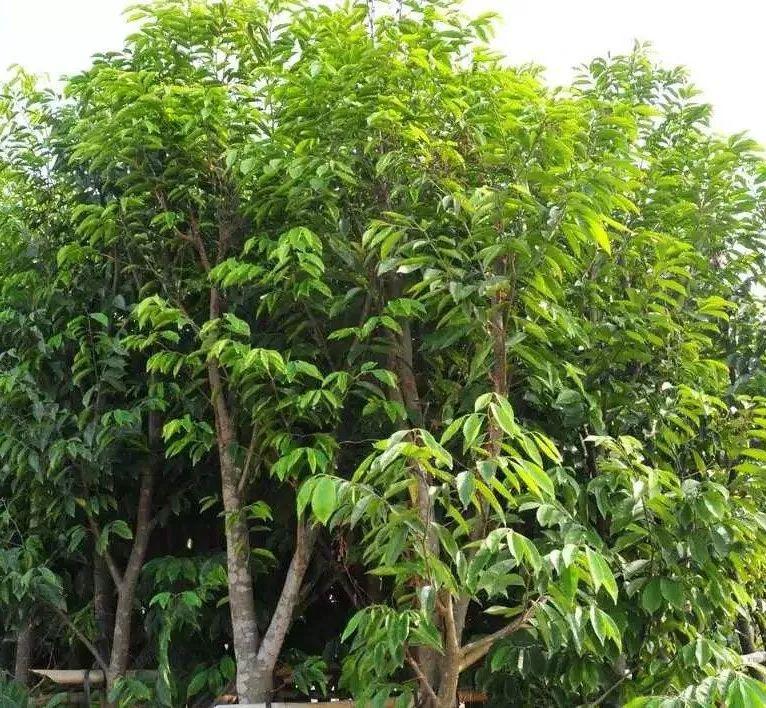 v2-bebafcd57600aac1cca3bc7c9cf26daf_1440w.jpg?source=172ae18b