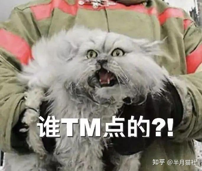 笑死,火灾中被救的猫,俄罗斯猫:谁放火烧老子,生吃了你!