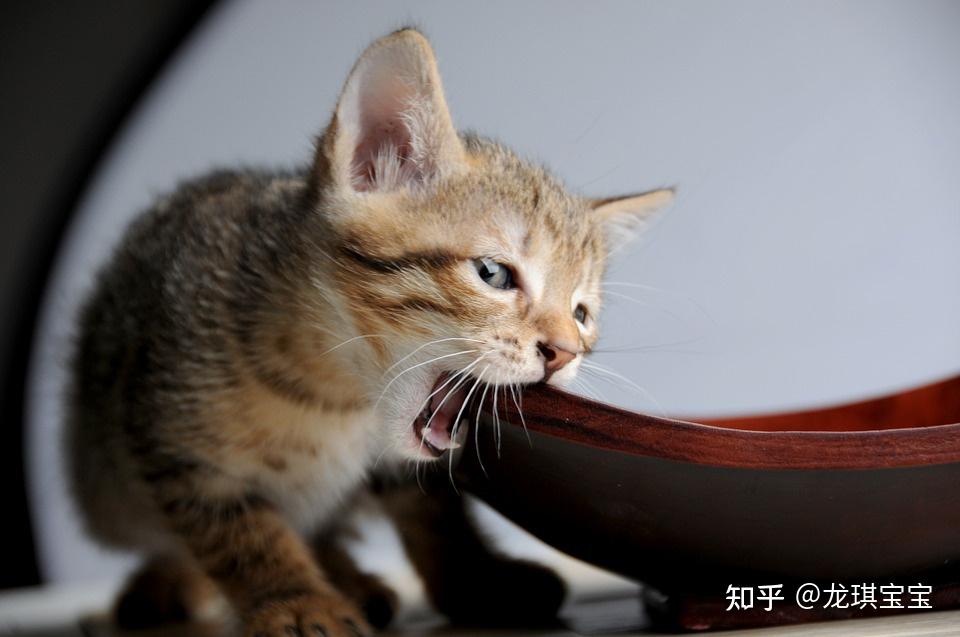 三,百加世now之狩獵天性貓貓是酷愛肉食的動物,遠古的貓貓們為了能吃