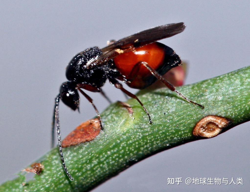 【动物界全系列】寄生蜂下目—瘿蜂总科〈旗腹蜂总科〉 - 知乎