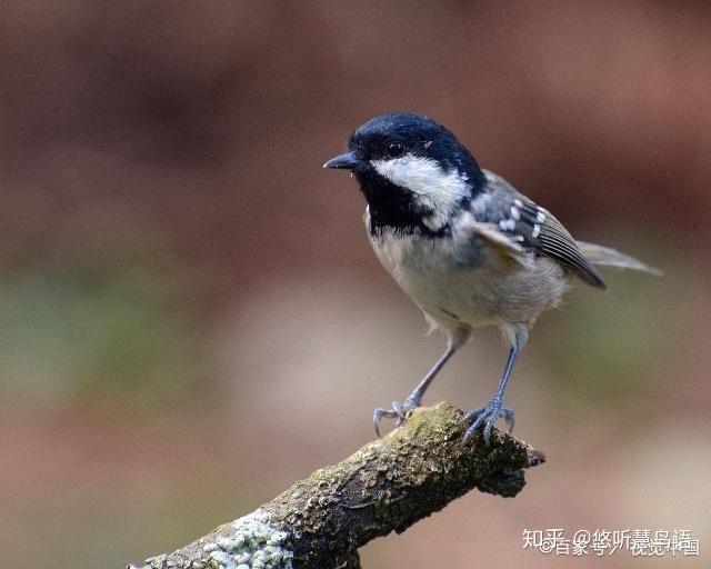 貝子鳥性格活潑大膽,不太畏人.叫聲清脆又具韻律,所以適合籠養.