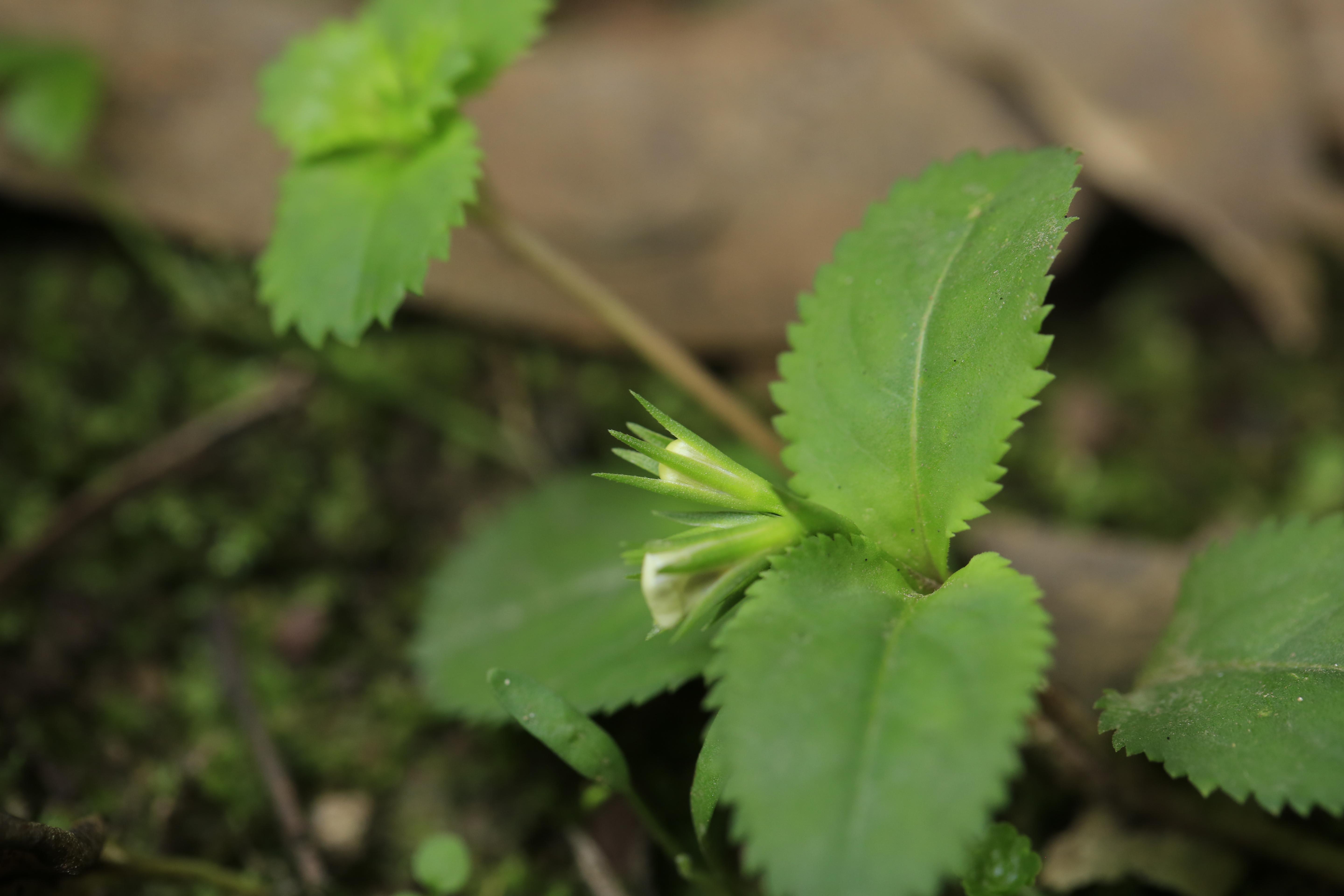 旱田草在讲故事当道的浮躁时代它简直就是一股清流