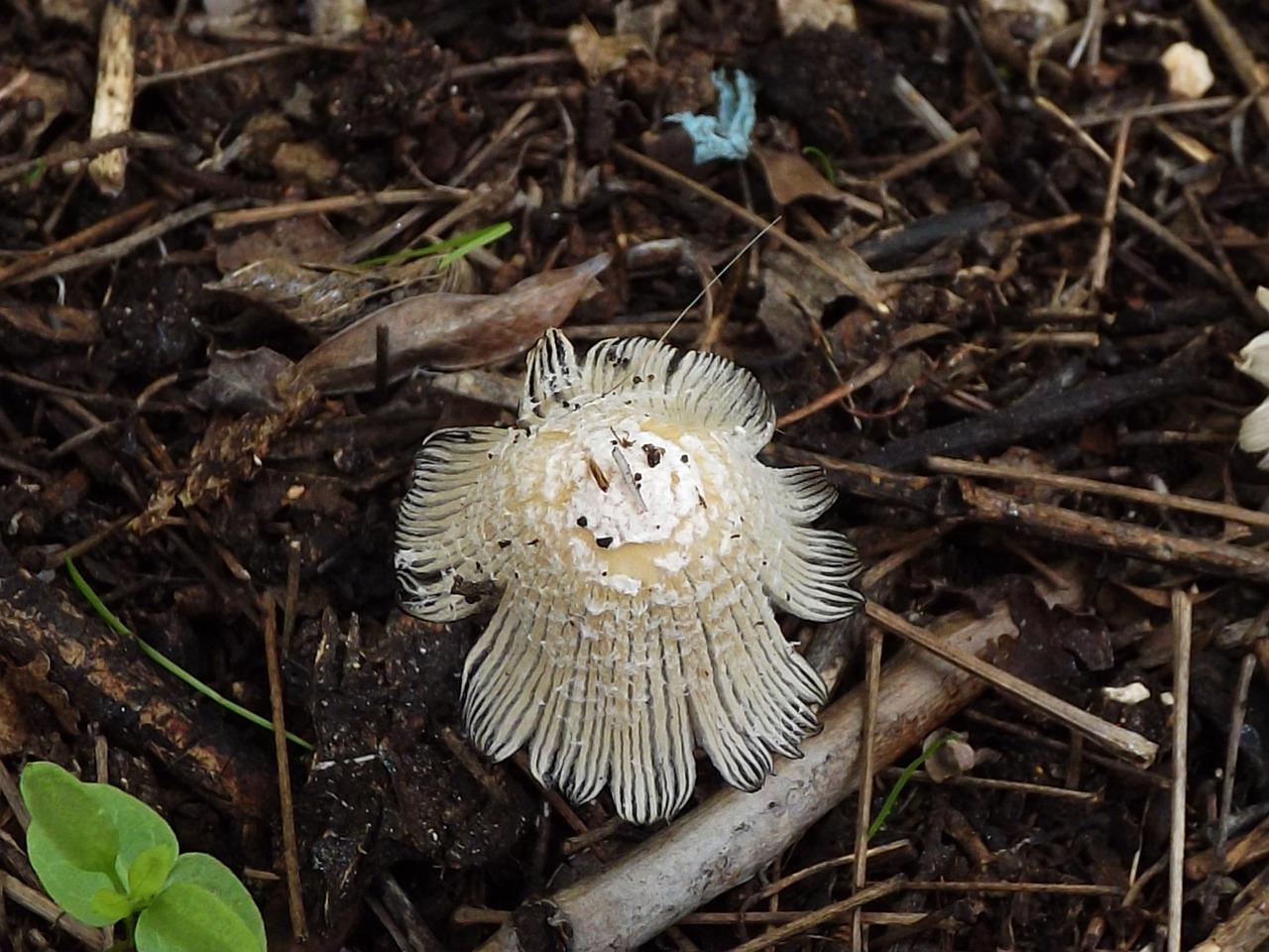 地板防霉涂层推荐