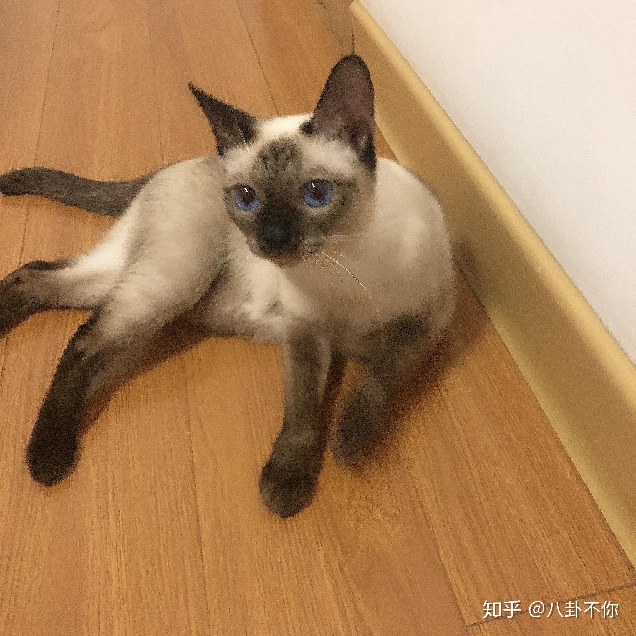 暹罗可以和蓝白串吗串出来是什么样的