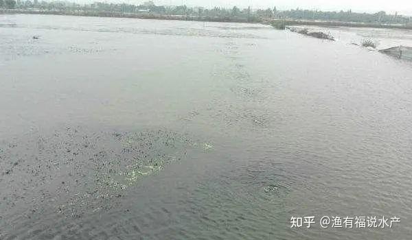 造成池塘水体浑浊的原因有哪些? - 知乎