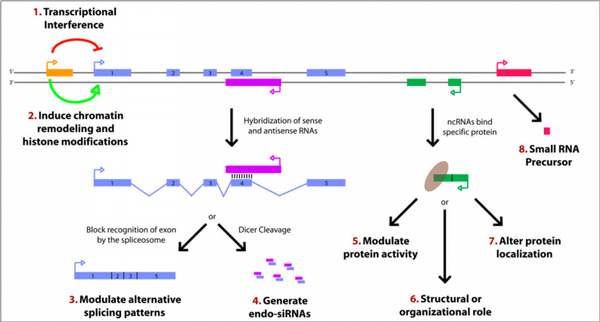 lncRNA的四大作用模型 - 知乎