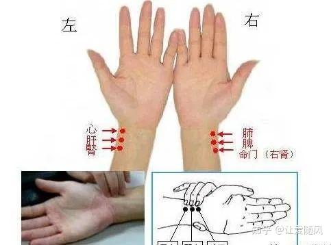 脉诊:自学诊脉(干货) - 知乎