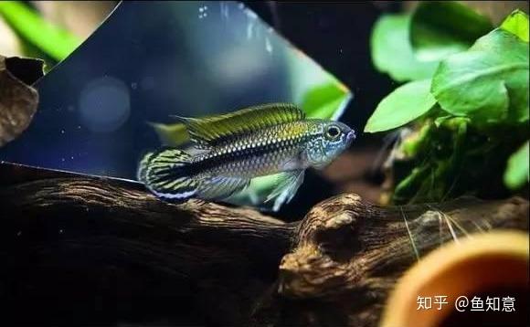 小型观赏鱼阿卡西短鲷