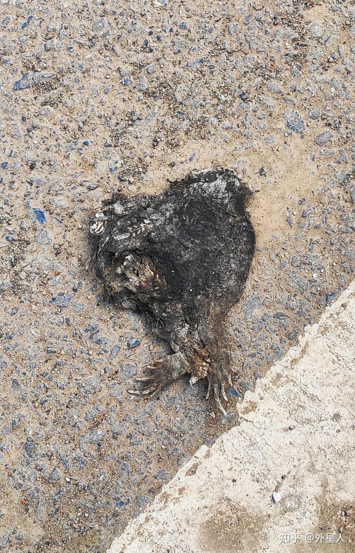 外星人不完全记录动物尸体