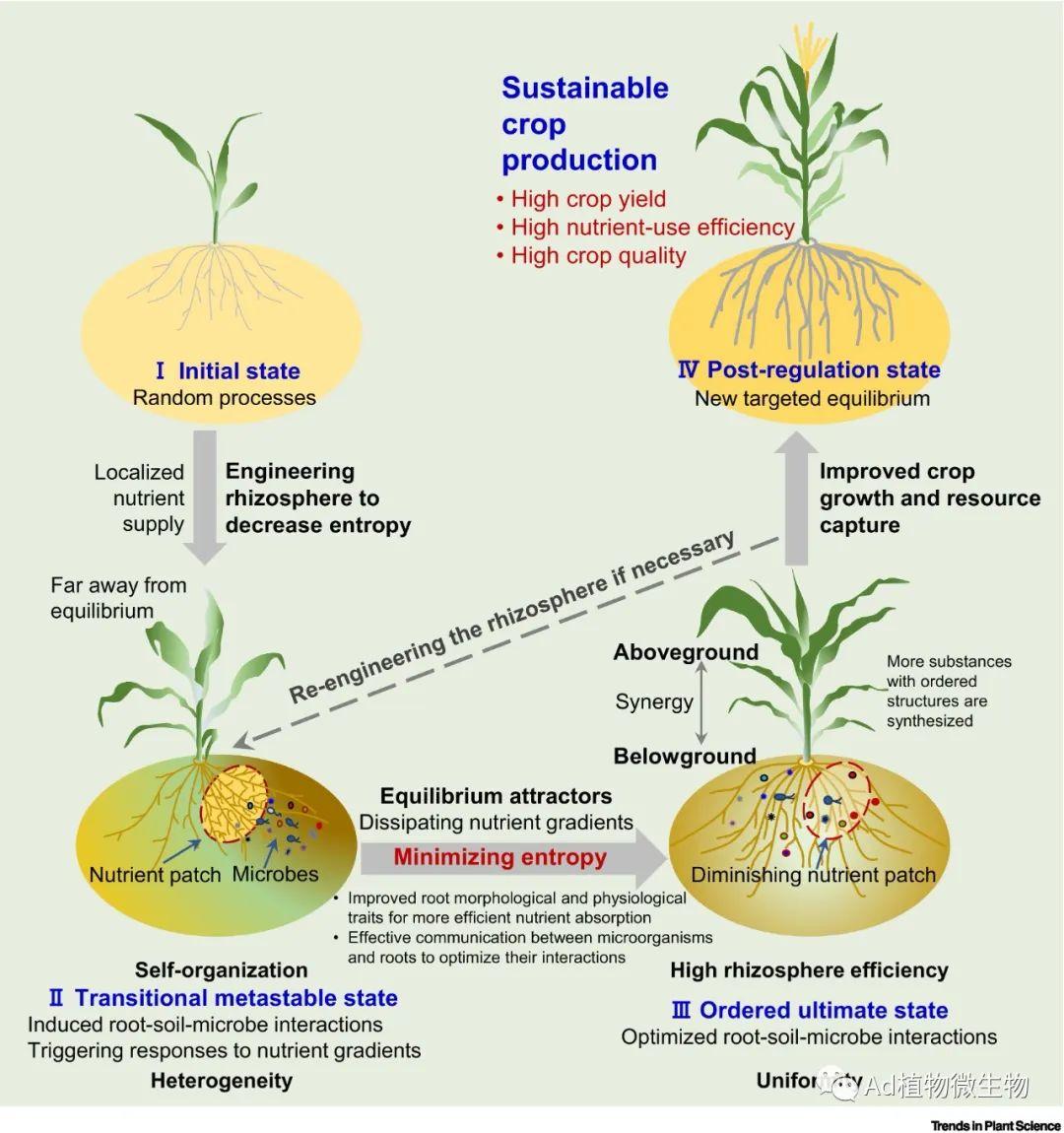 Trends In Plant Science | 用于可持续作物生产的根际工程！ - 知乎