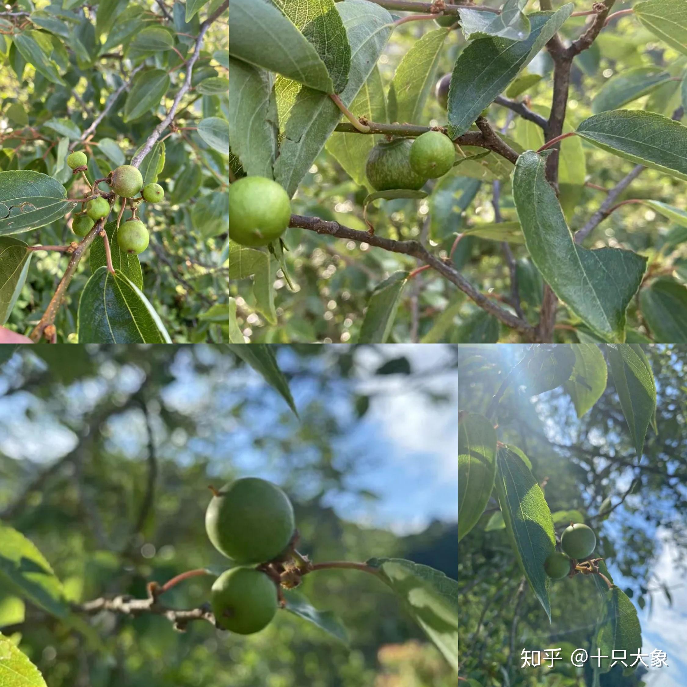 带你走进尼泊尔,寻觅凤眼菩提的前世今生