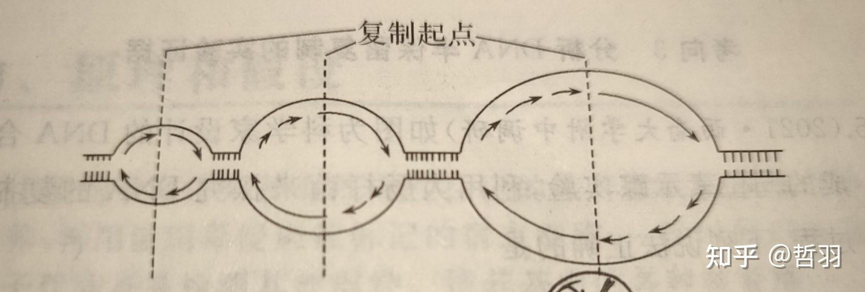 dna多起点双向复制是什么意思? - 知乎