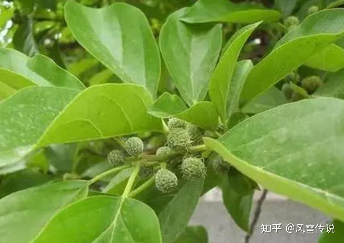柘木为什么是帝王之木? - 知乎