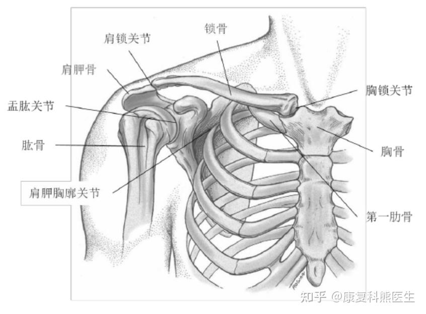 胸锁关节弹响无痛感,拍片展示一切正常? - 知乎
