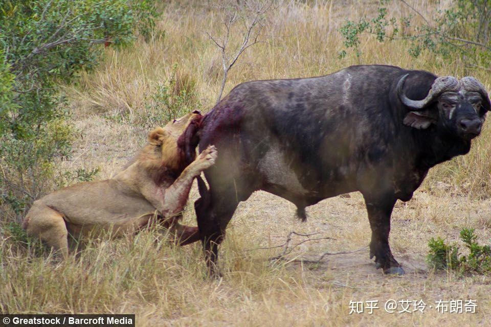 传言鬣狗和野狗喜欢掏肛是真的吗为什么