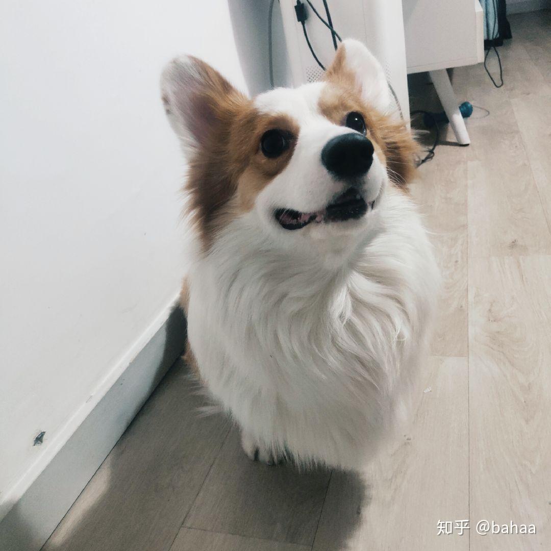 对没养过狗的人而言柯基好养吗?