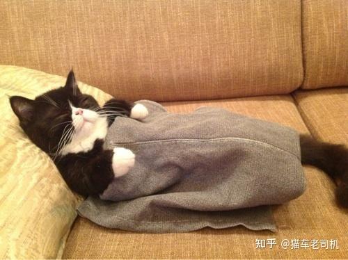 猫咪五个多月 骑被子是什么表现? - 知乎