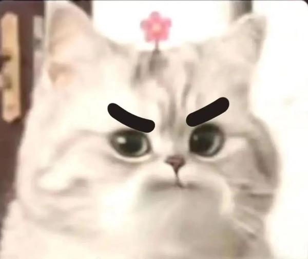 表情包:猫猫头上花花表情包 - 知乎