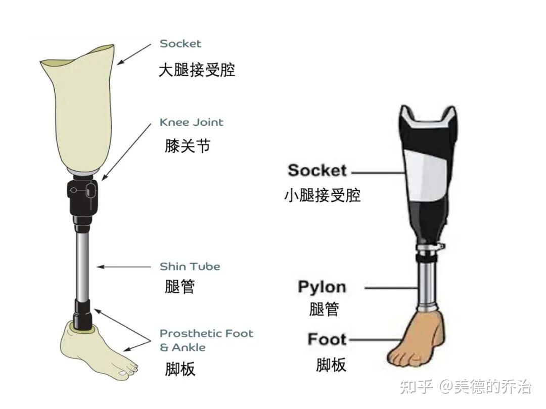 下肢假肢价格及图片图片